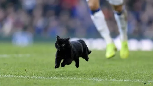 ФК Динамо Москва, ФК Динамо Махачкала